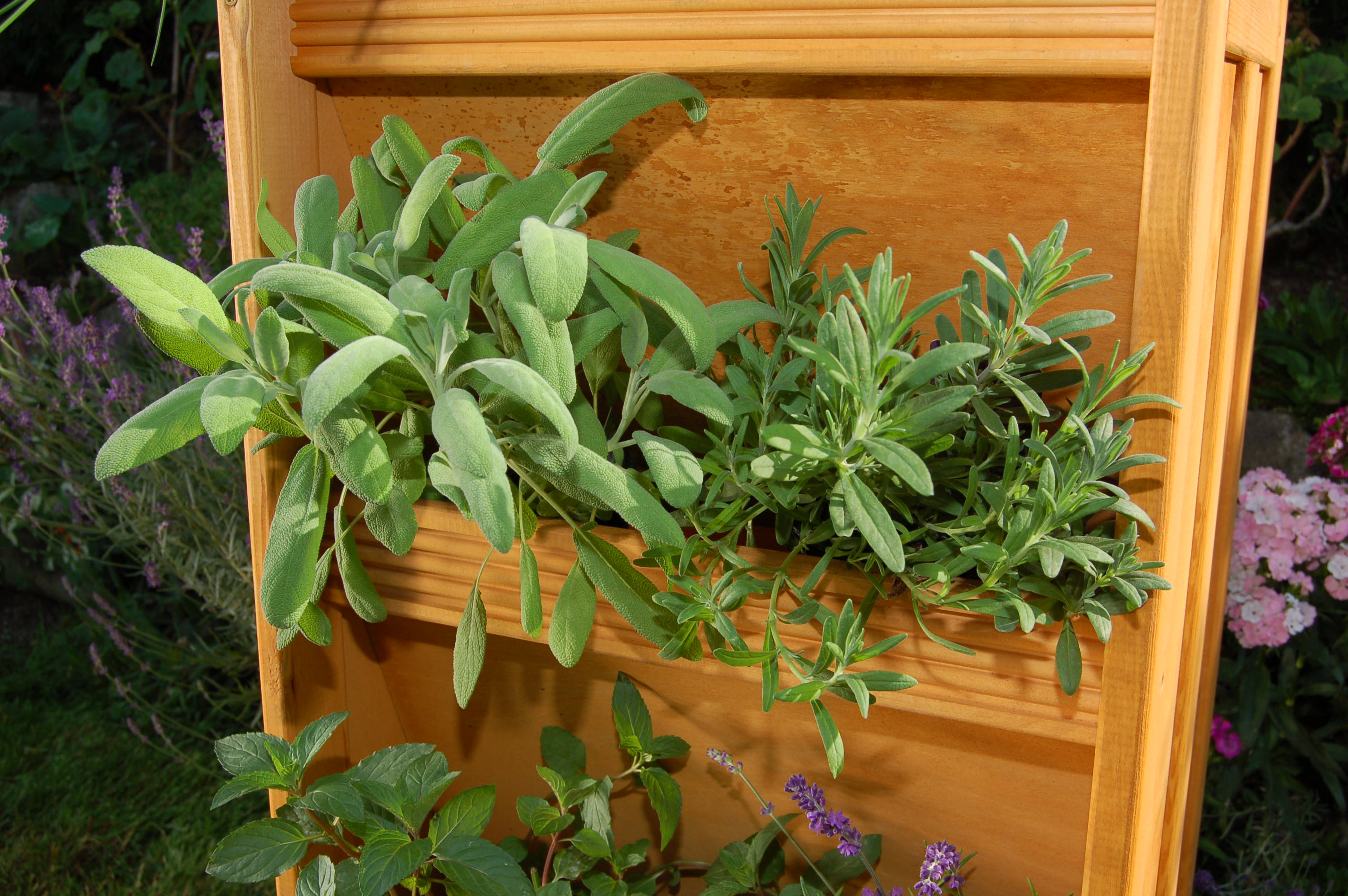 Kräutergarten - Image 4